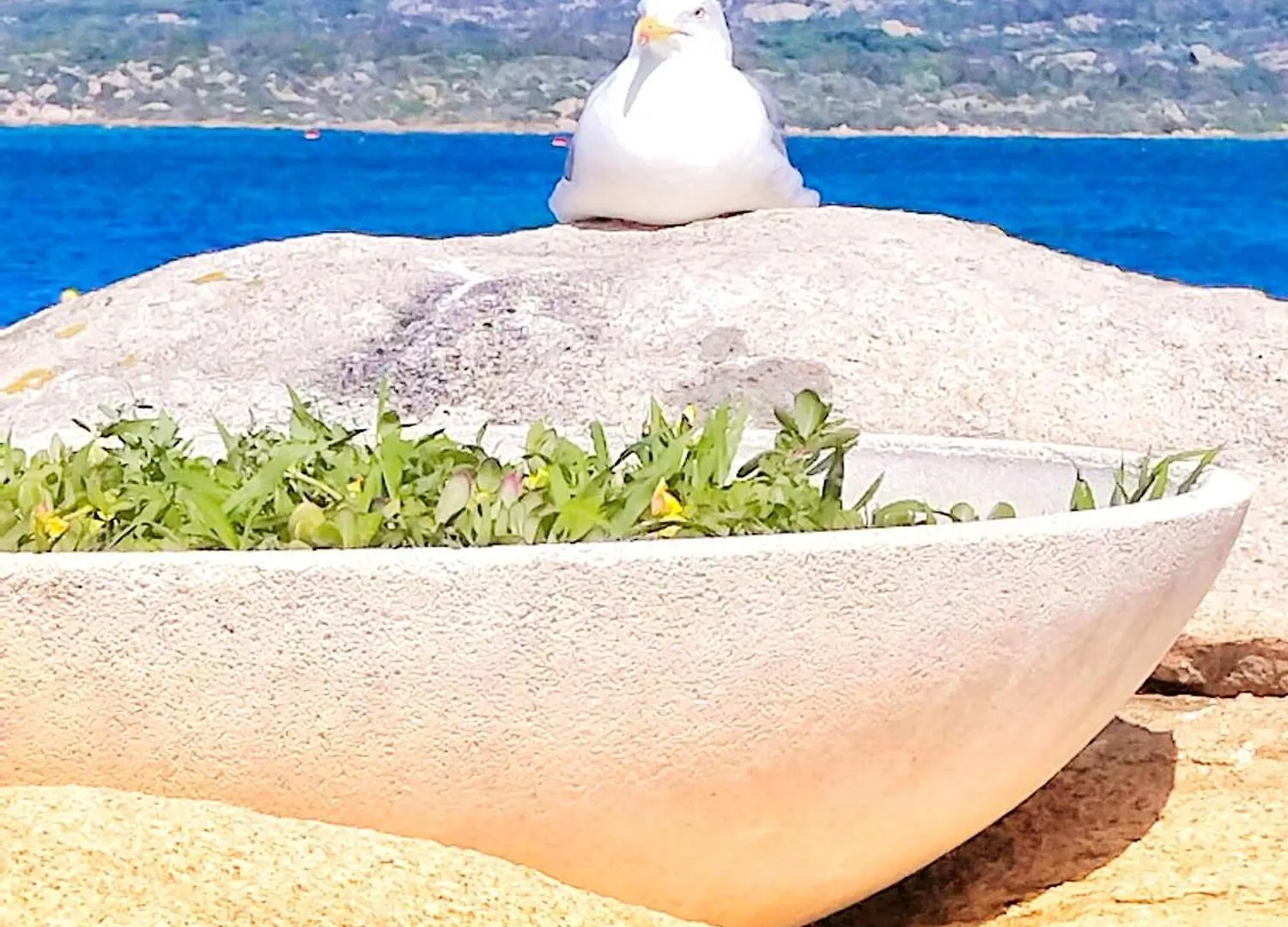 Casa Vacanze Ginestra La Maddalena Con Parcheggio Privato Apartment